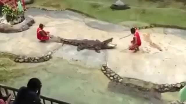 CROCODILO COME A MÃO DE UM HOMEM EM TREINAMENTO