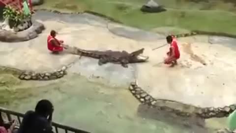 CROCODILO COME A MÃO DE UM HOMEM EM TREINAMENTO