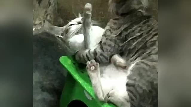 Keep watching the cat murders