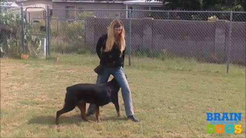 Brain training for dogs