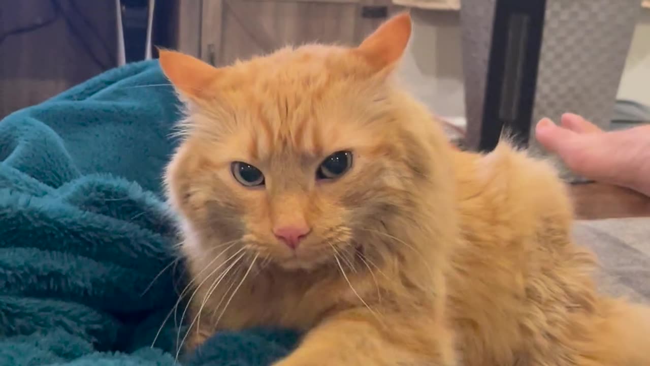 The most orange cat