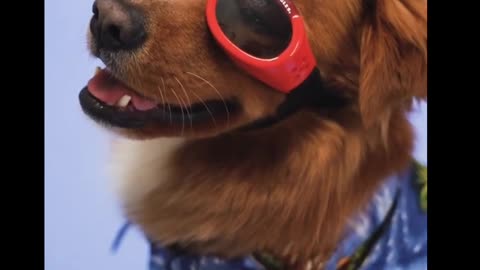 Best Funny Animals Video Collection 2021😂😂😂