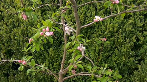 Apple Blossoms-2020