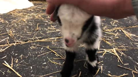 Baby goat making the cutest noise