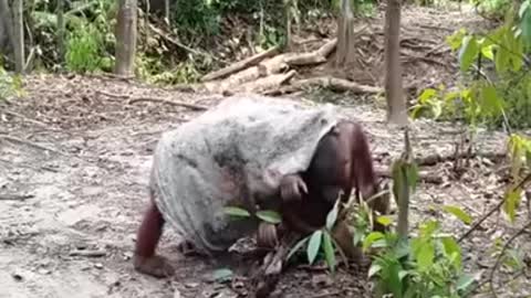 Orangutan does everything to get his friends attention