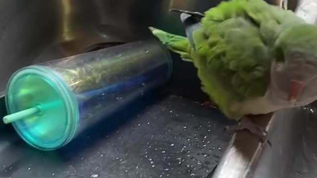 bathtime in the kitchen sink