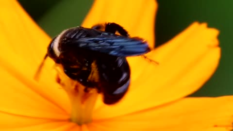 Little bee with a Sweet Flower 🐝🐝