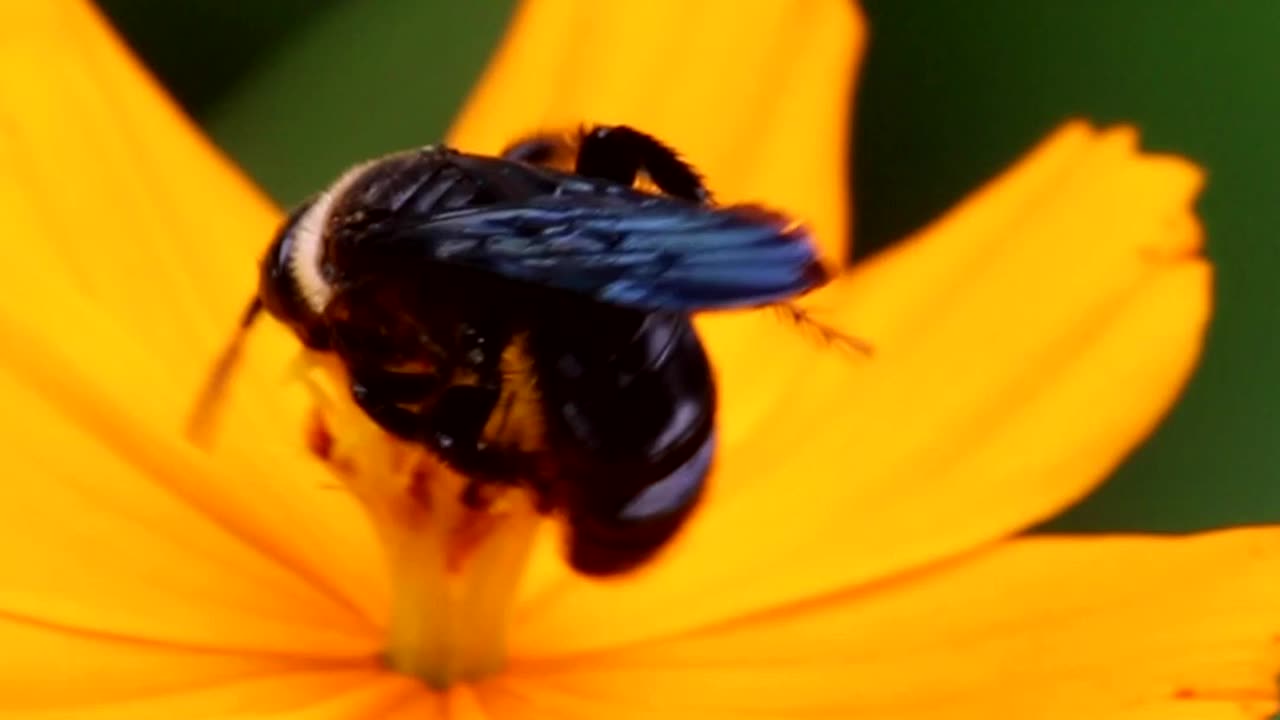 Little bee with a Sweet Flower 🐝🐝