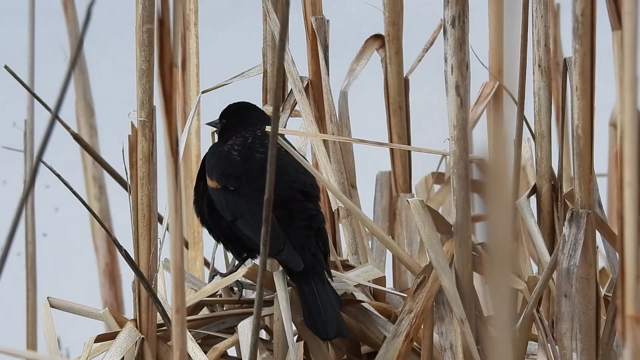 Red-winged Blackbird Singing Contest