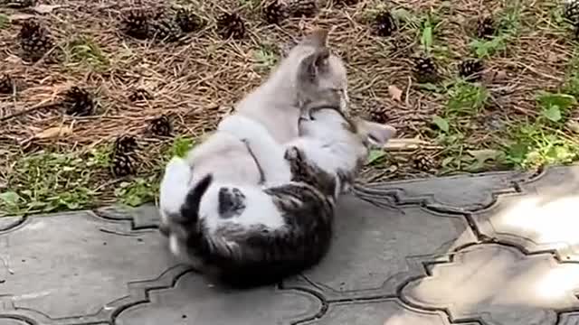 cute cats