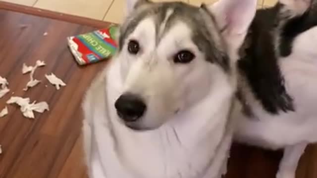 Guilty Husky APOLOGIZES For Destroying House!!! || Rumble / Dogs & Puppies