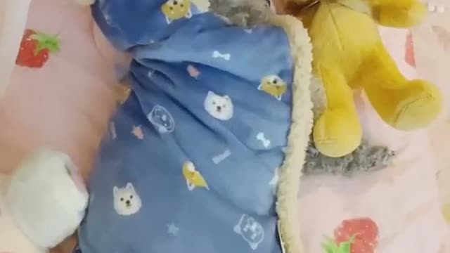 Funny pet video compilation 2021