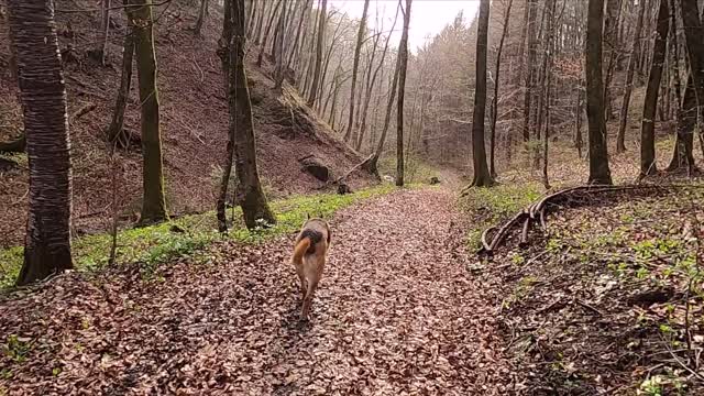 New Adventures of German Shepherd Rex