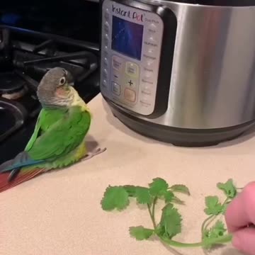 Parrot imitates me. #shorts