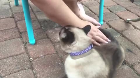 funny Pet Videos 2021 march