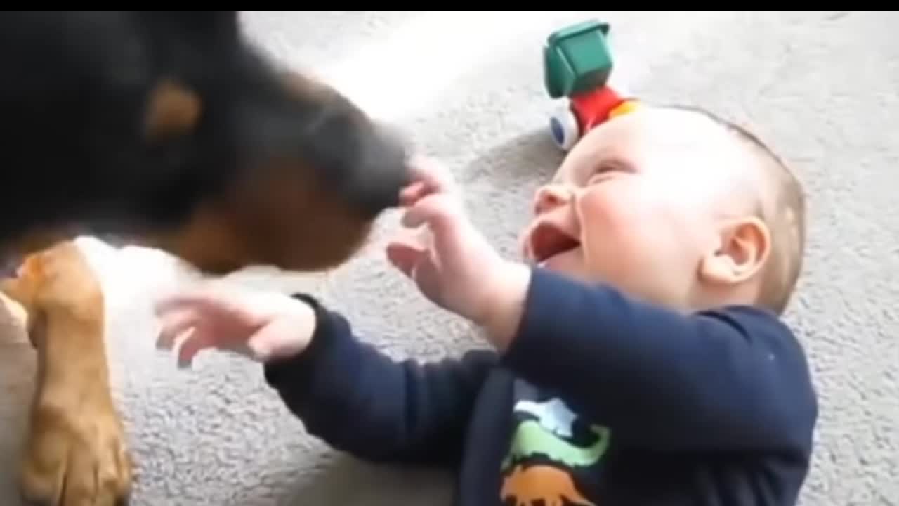 Funny Babies Laughing Hysterically at Dogs Compilation