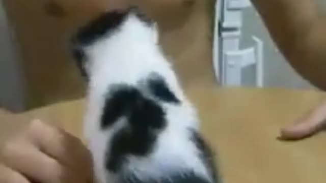 funny pet videos,best cats fighting video,viral cat video