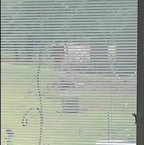 Squirrel v Bird Feeder