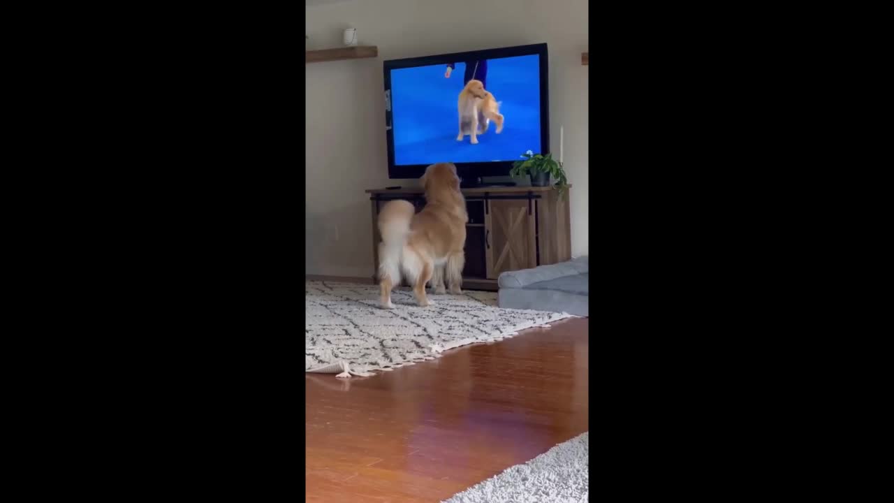 You can't Believe How Incredibly Funny a Cute Dog is Watching TV Videos