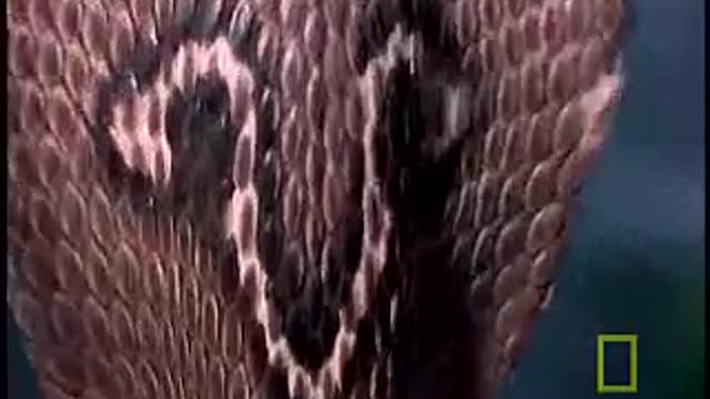 Cobra vs Monitor Lizard