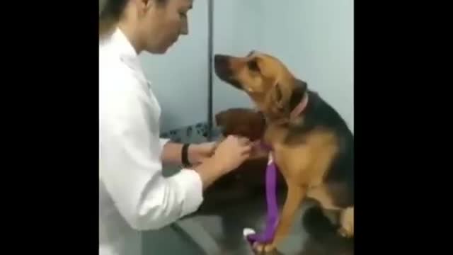 AWW CUTE BABY ANIMALS Videos Compilation Funniest and cutest moments