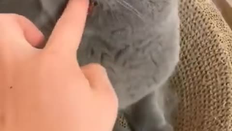 9.so cute cat