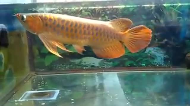 Arowana