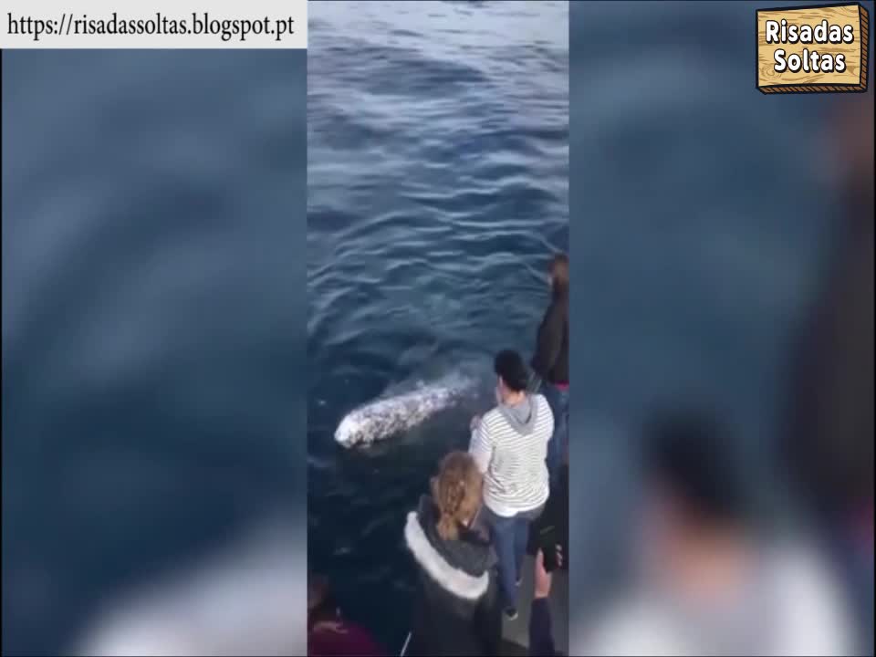 Tourists greeted unusually by a whale