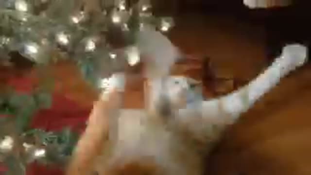 Adorable Cat VS Christmas Tree Funny scene