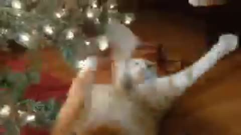 Adorable Cat VS Christmas Tree Funny scene