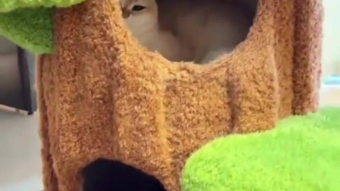 Cute And Funny Cats 😍😍😅😅 #viral #shorts #cat #cats #pets #catsshare 