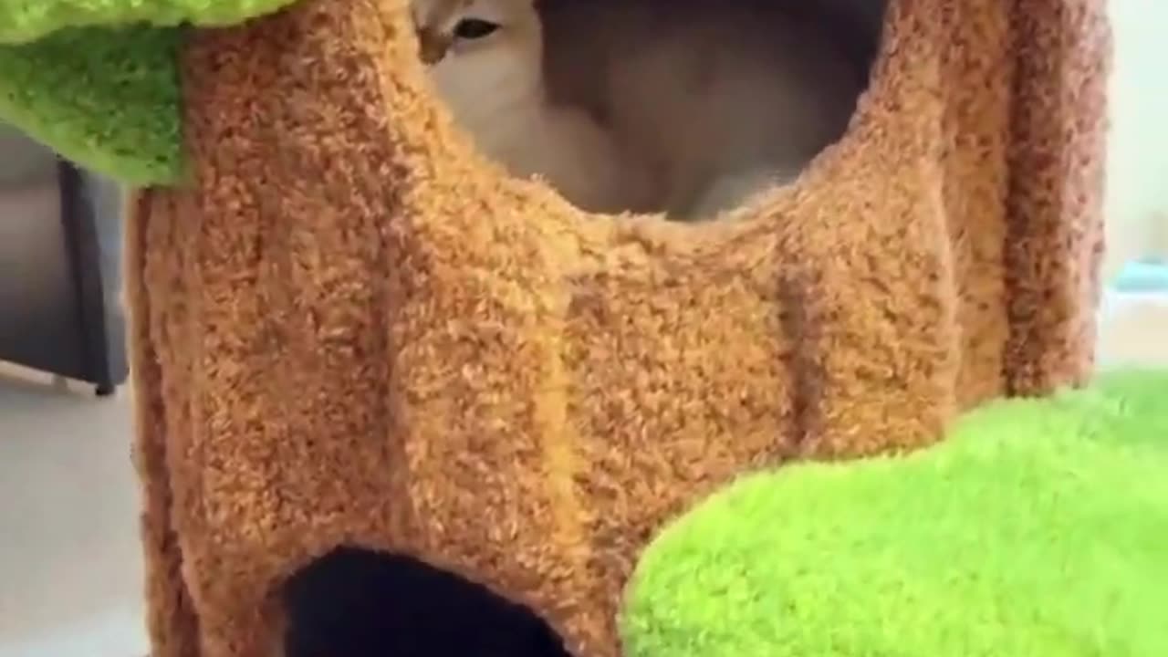 Cute And Funny Cats 😍😍😅😅 #viral #shorts #cat #cats #pets #catsshare