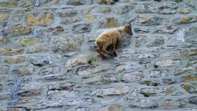 sheep on cliff