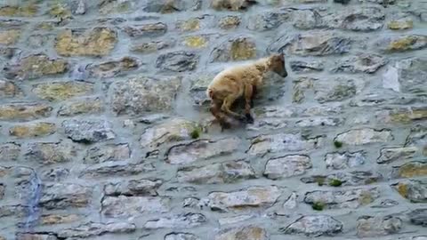 sheep on cliff