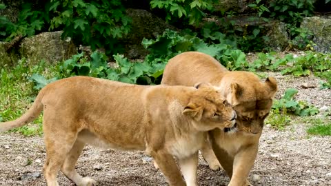 tiger and lioness