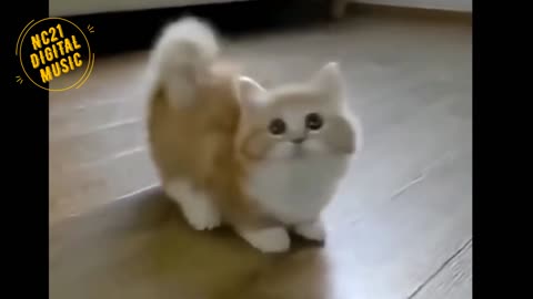 Funny Videos of Dogs, Cats and other Animals - Kittens Puppies 08 #Shorts