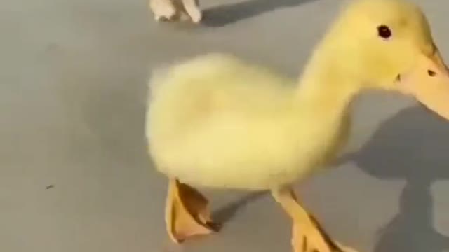 Small Cat and Small Duck