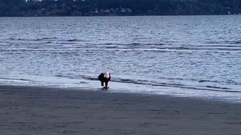 Huge eagle found eating by the seashore