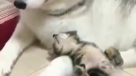 🤣 Awesome Funny Pet Animals Life Videos 😇