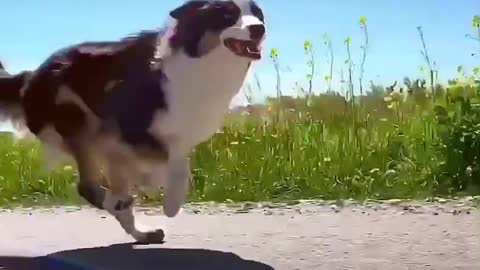 What are you chasing, running so hard