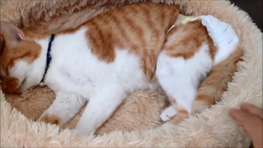 Goodbye soon. The cat's departure.