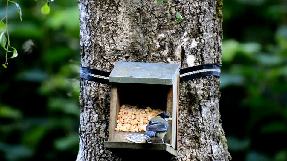 nature-bird-plumage-colombia
