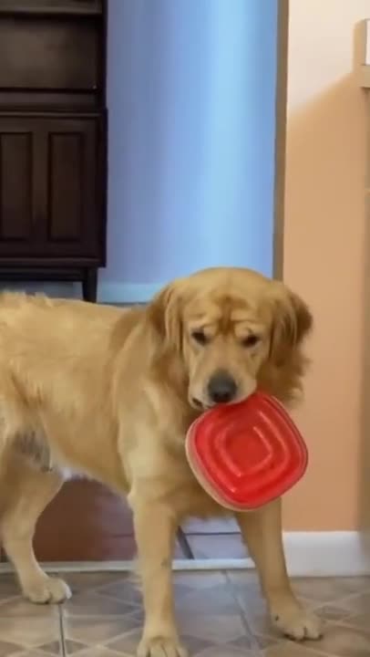 Golden Retriever arrested on spot