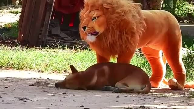 Trolling Dogs for FUN | Fake Lion | Fake Tiger Prank | Huge Box Prank to dog