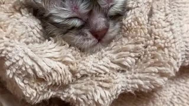 The kitten was recently born