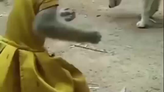 Funny monkey rides a dog