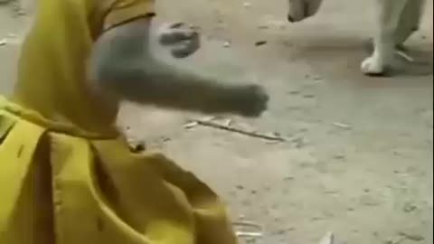 Funny monkey rides a dog