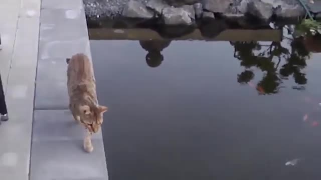 Funny cats 🐈 falling in water