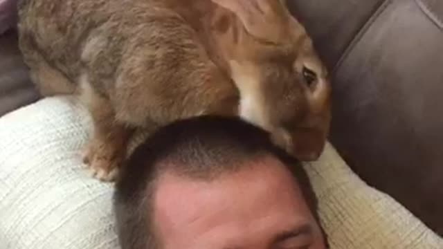 Giant Bunny Gives Owner A New Look And It's Beyond Hilarious