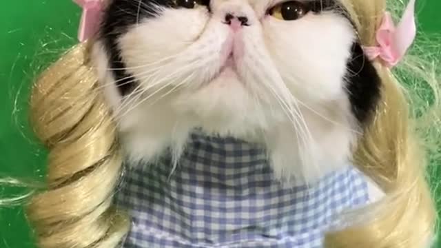 Dramatic video of a cat